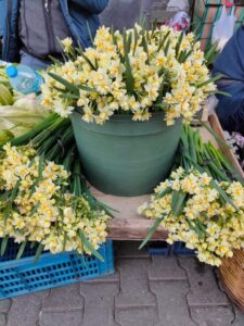 ζουμπούλια